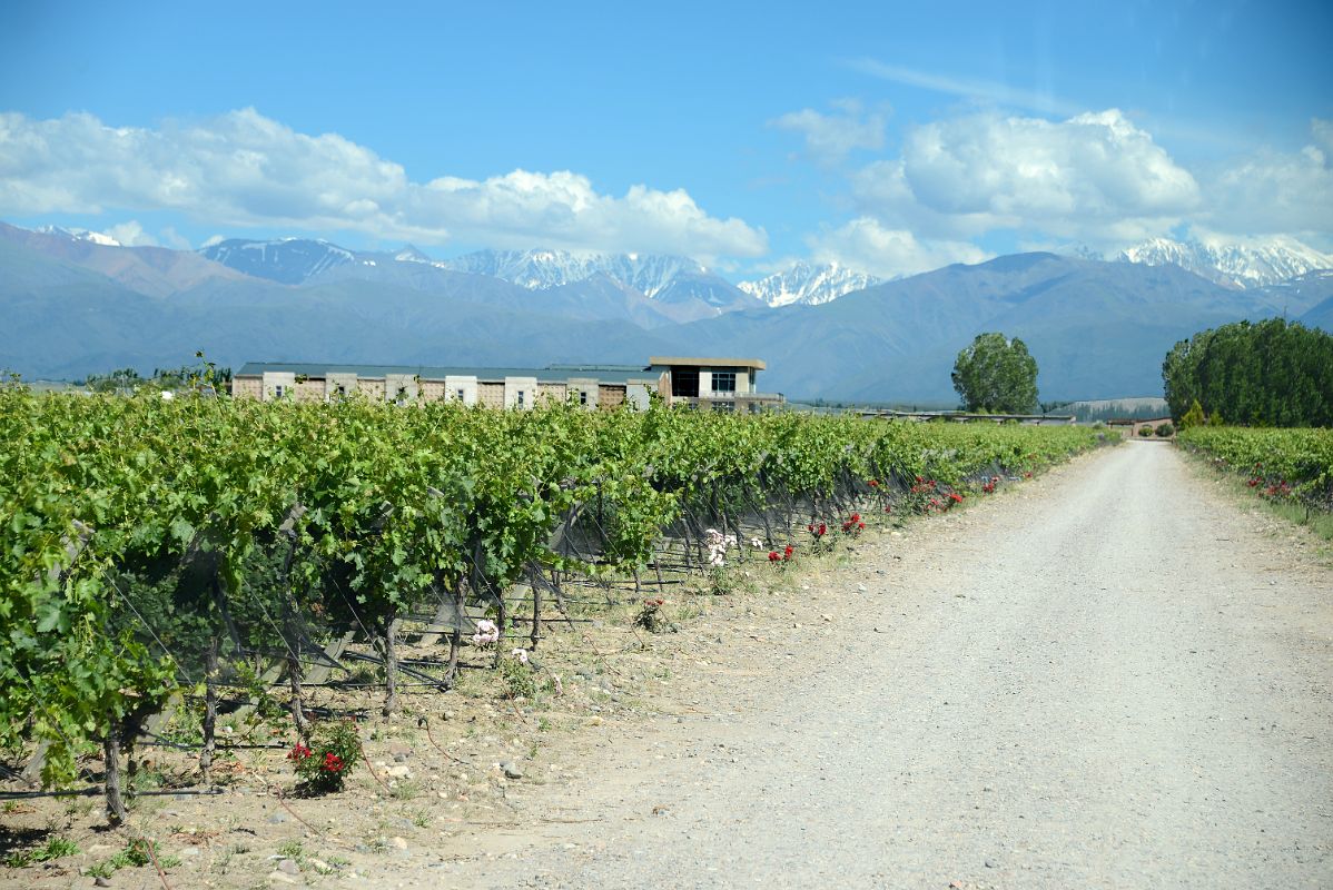 03-02 Driving Up To Domaine Bousquet With Flowers Next To The Vineyard In Uco Valley Mendoza